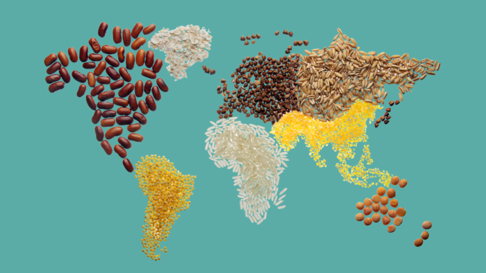 grains of rice that display a map of the world laying flat against a turquoise background.
